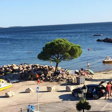 Donkey With Sea View
